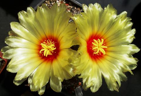 astrophytum senile x capricorne01