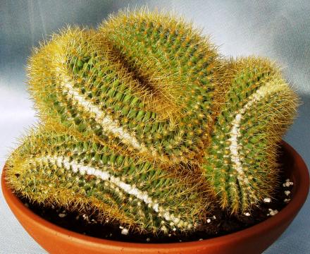 mammillaria pringlei cristata01