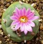 lophophora01